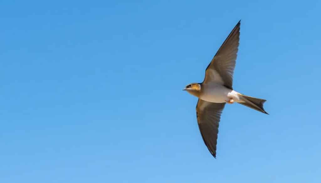 Les martinets : fascinants oiseaux en plein vol