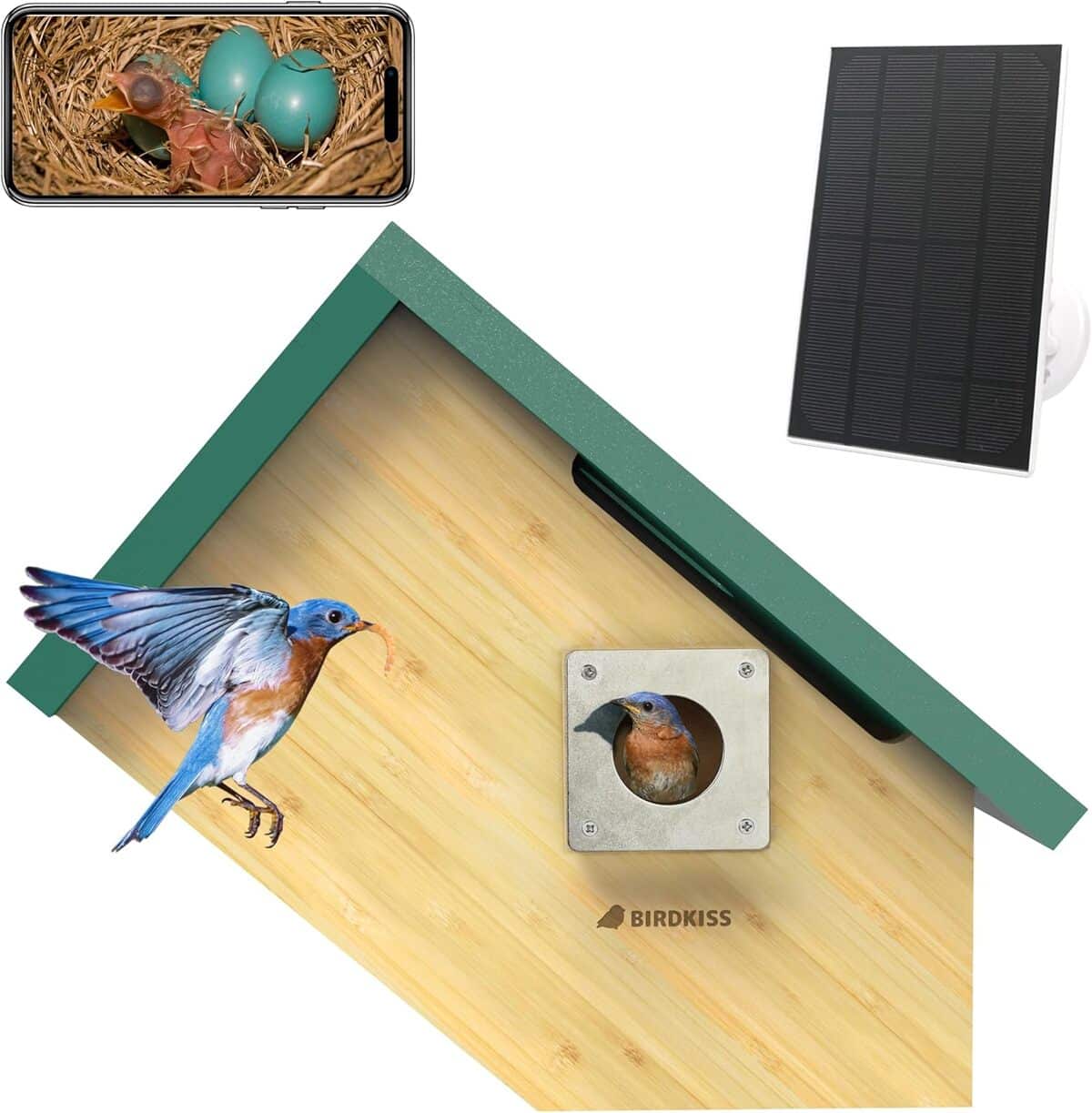 Test du nichoir intelligent Birdkiss avec caméra : surveillance HD des oiseaux