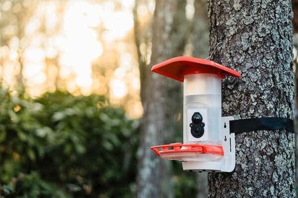 FeatherSnap Mangeoire intelligente pour colibri
