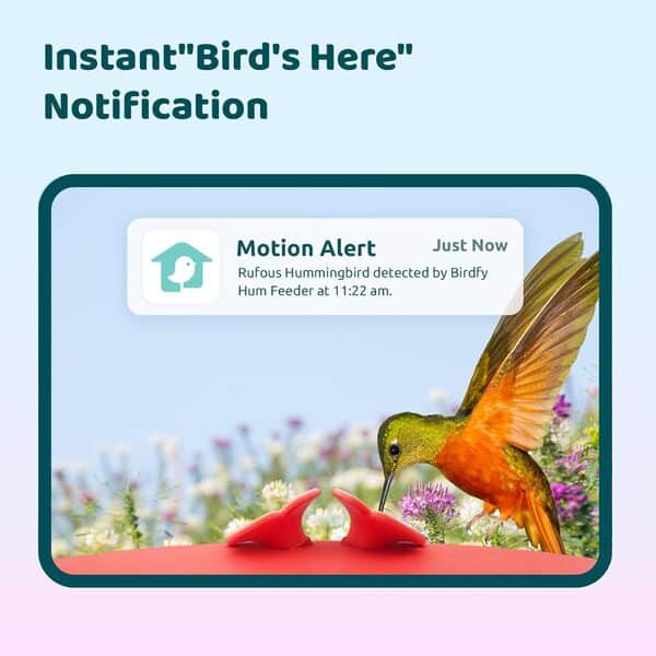 Birdfy Mangeoire intelligente pour colibri avec caméra, stockage gratuit de 7 jours d'identification par IA dans le nuage, capture automatique des vidéos d'oiseaux et notification instantanée,