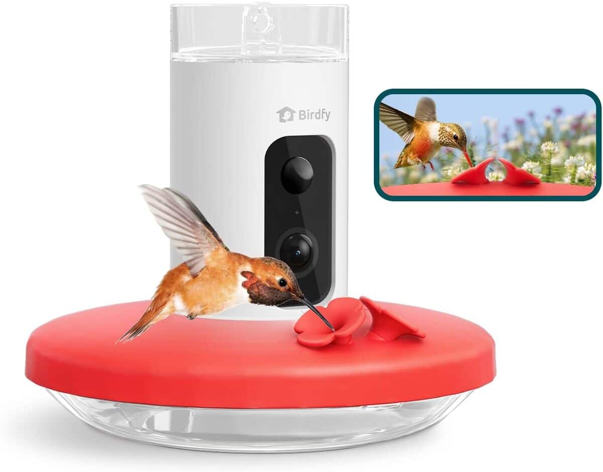 Test de la mangeoire Birdfy : technologie IA pour colibris