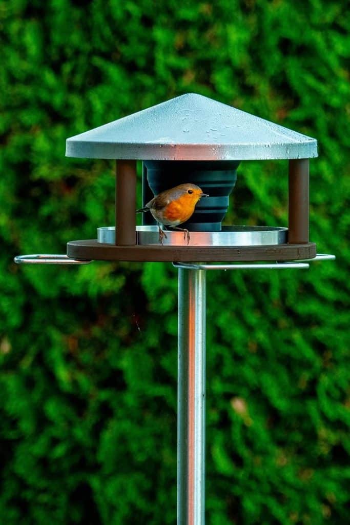 Test de la mangeoire sur pied LicusDesign : bois et élégance pour oiseaux sauvages