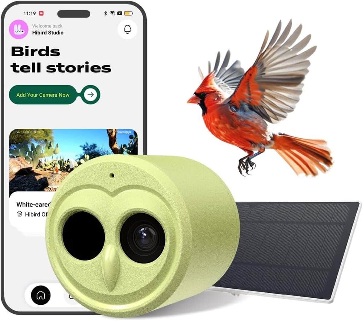Test : mangeoire à oiseaux 4K HD avec caméra solaire et WiFi