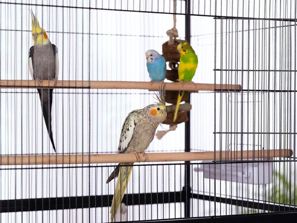 Prevue Pet Products F040 Cage à Oiseaux en Fer forgé avec Support Noir 78,7 x 50,8 x 133,7 cm