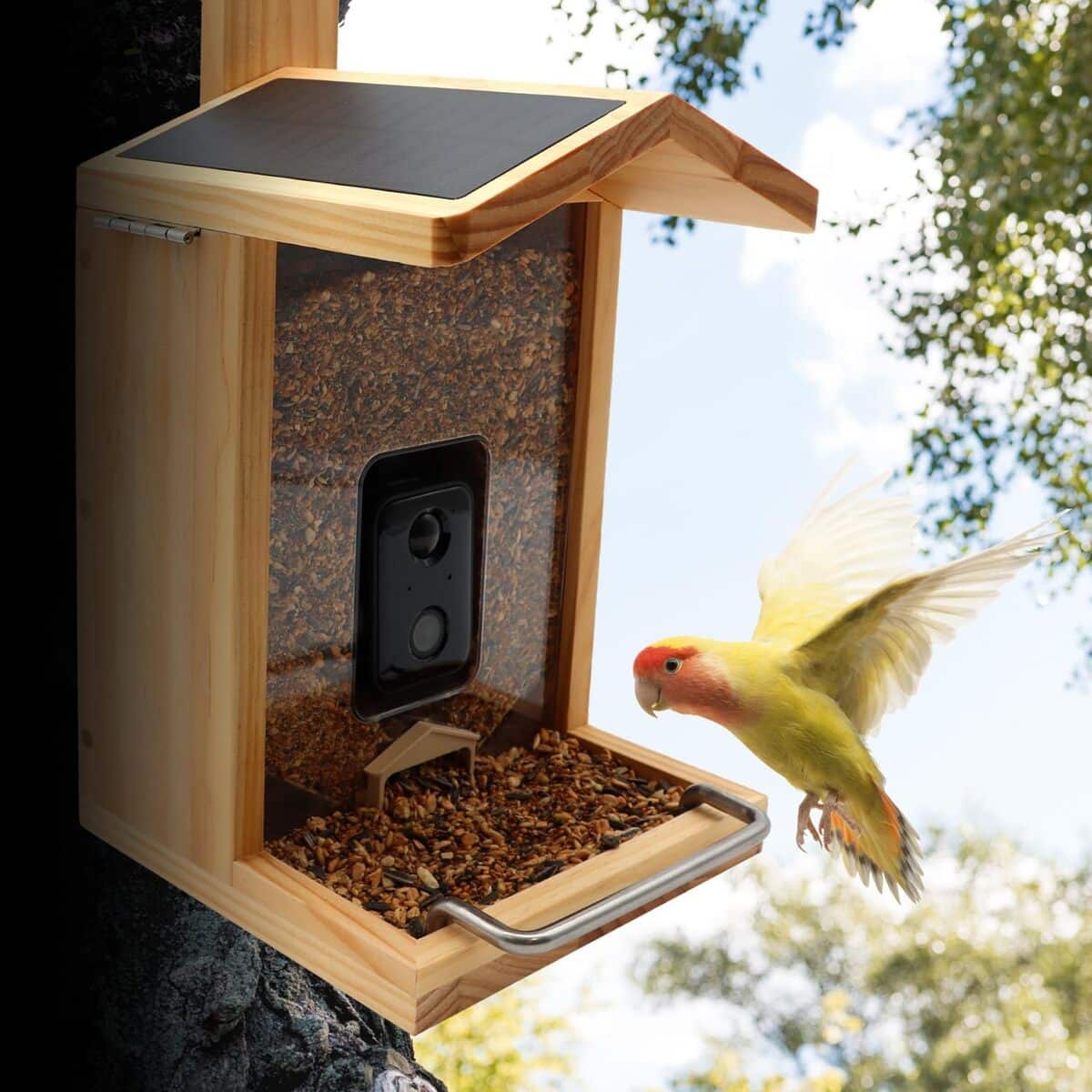 Test de la mangeoire à oiseaux Croci Wifi avec caméra et panneau solaire