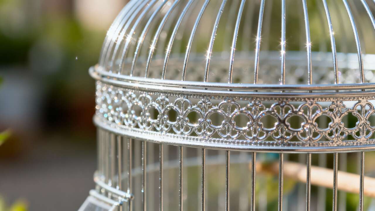 Astuces de Nettoyage pour une Cage d'Oiseau Impeccable