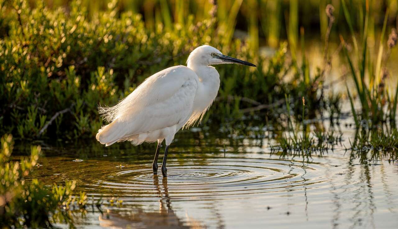 Aigrette garzette : découvrez cet oiseau fascinant