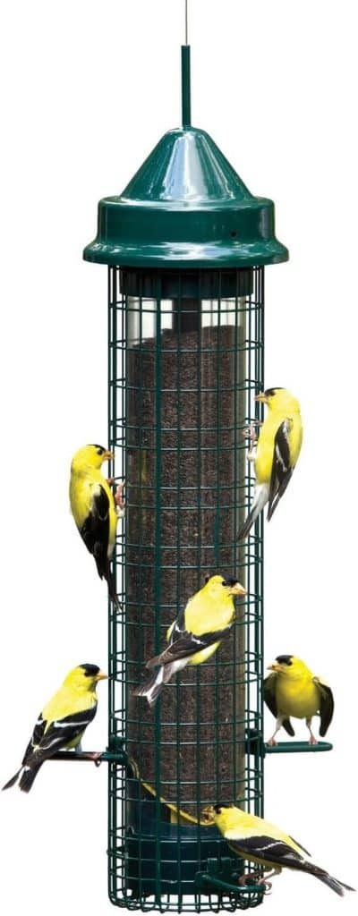 Test de la mangeoire anti-écureuils Squirrel Buster