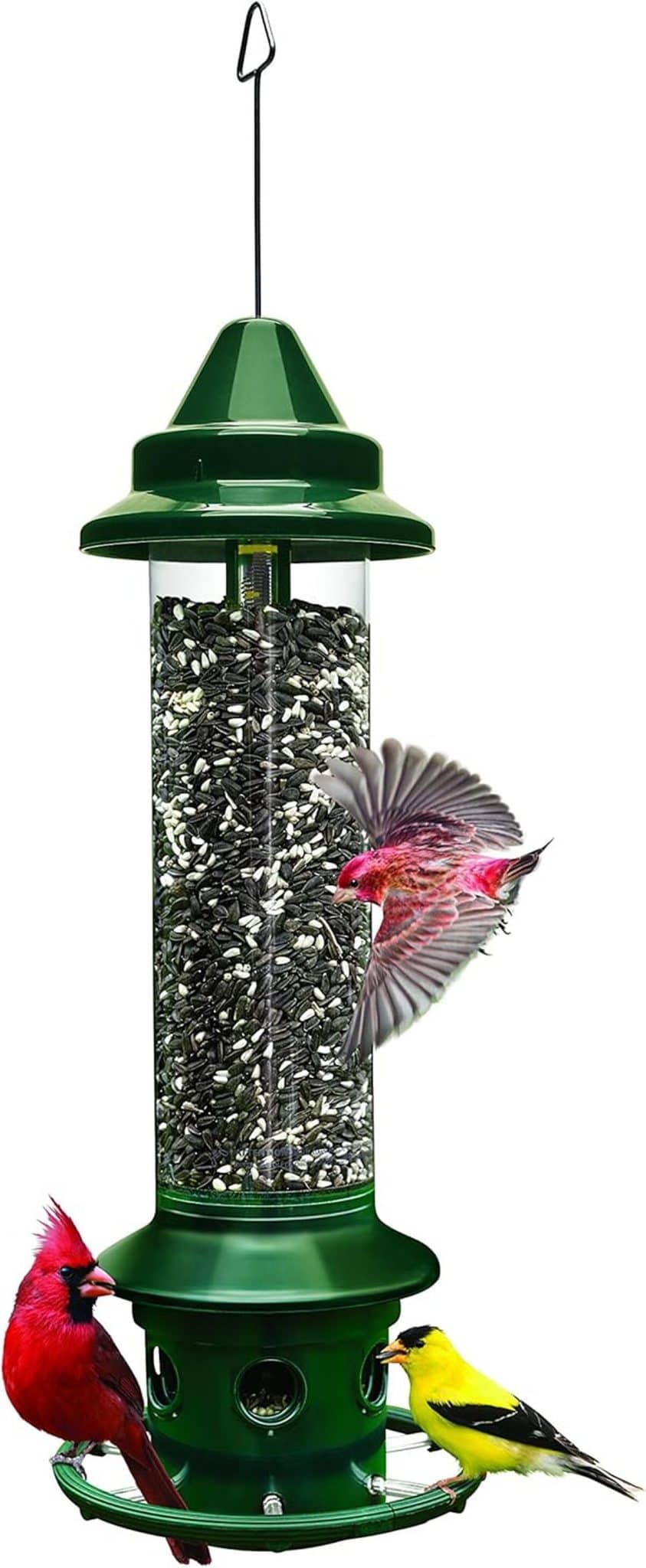 Test du Squirrel Buster Plus : mangeoire efficace pour oiseaux