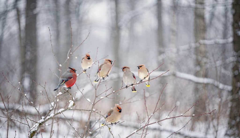 Passereaux rares à observer en hiver : top 5