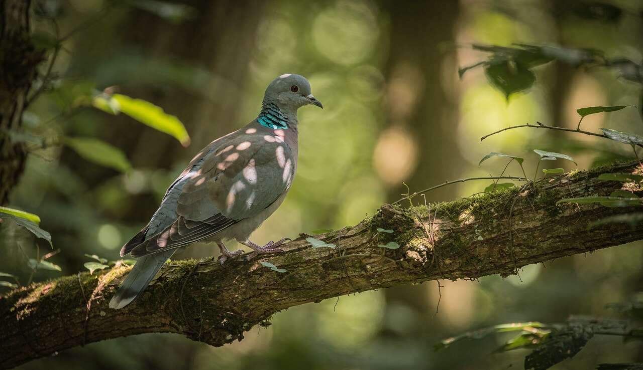 Colombe à tête bleue : découvrez cette espèce unique au Parc de Clères
