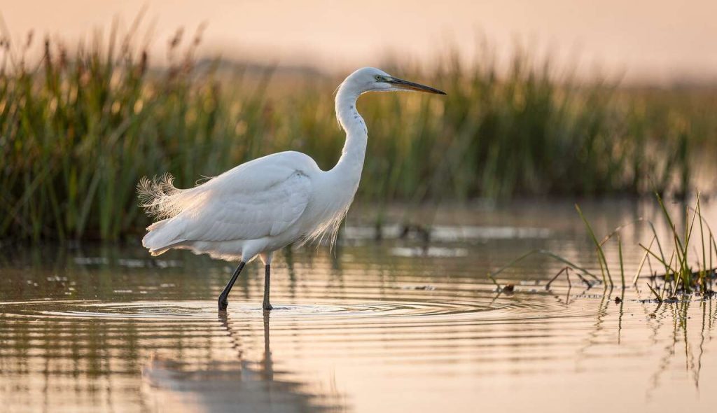 Les Grandes Aigrettes : majesté en milieu naturel