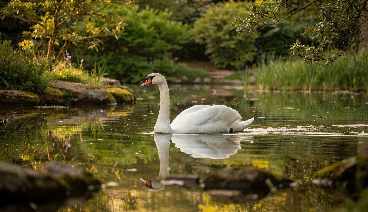 Visiter le parc de cl&egrave;res pour observer le cygne &agrave; col noir