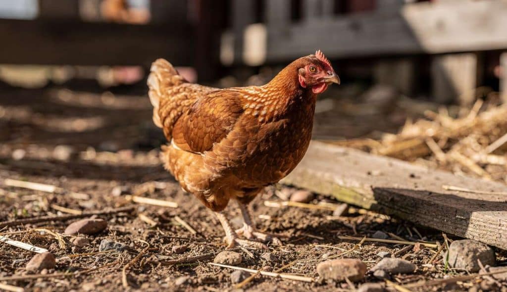 Mieux connaître les vers parasites des oiseaux de basse-cour