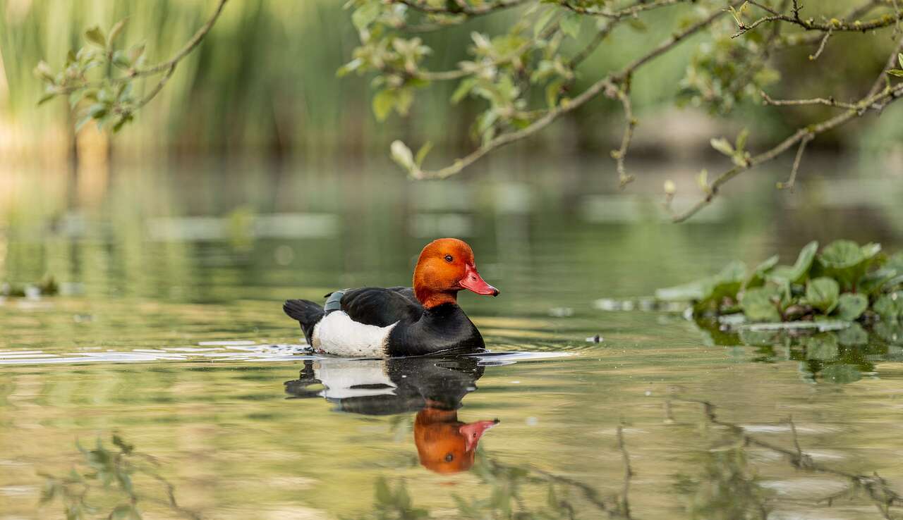 D&eacute;couverte de la nette rousse au parc de cl&egrave;res
