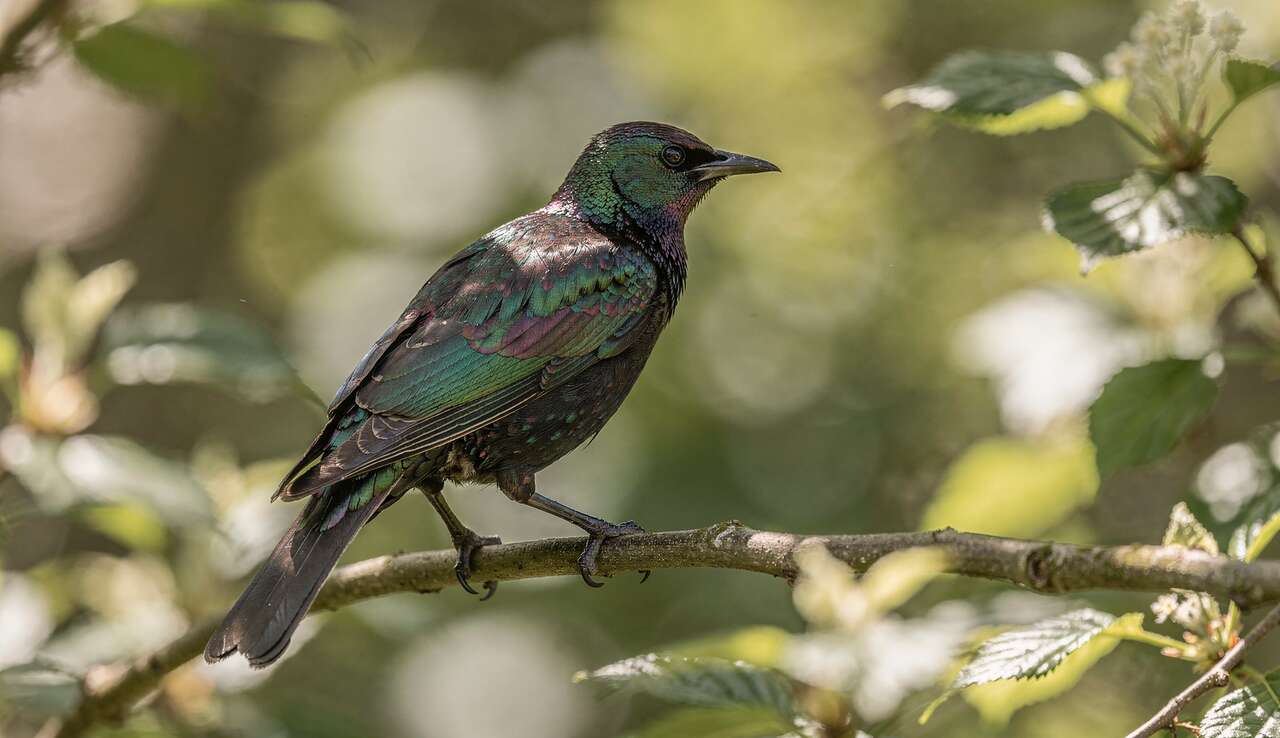 Habitat naturel du merle m&eacute;tallique au parc de cl&egrave;res