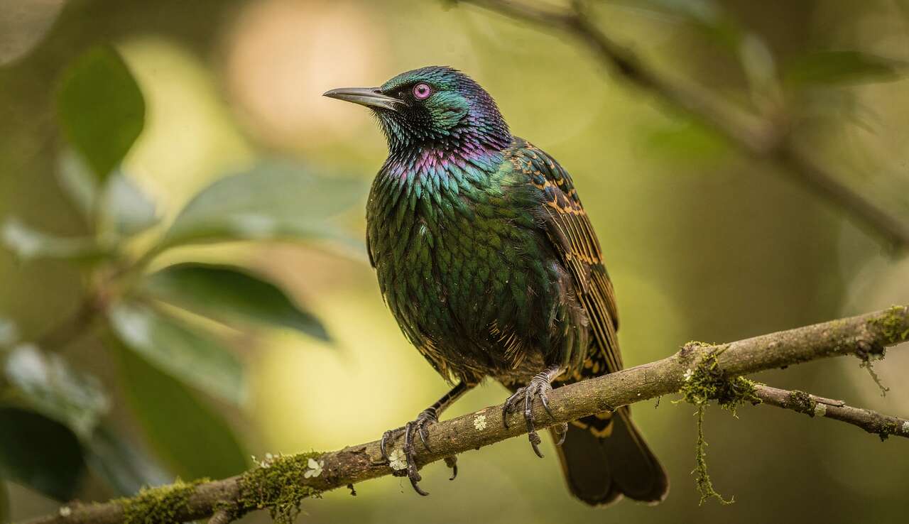 Observation du merle m&eacute;tallique au parc de cl&egrave;res