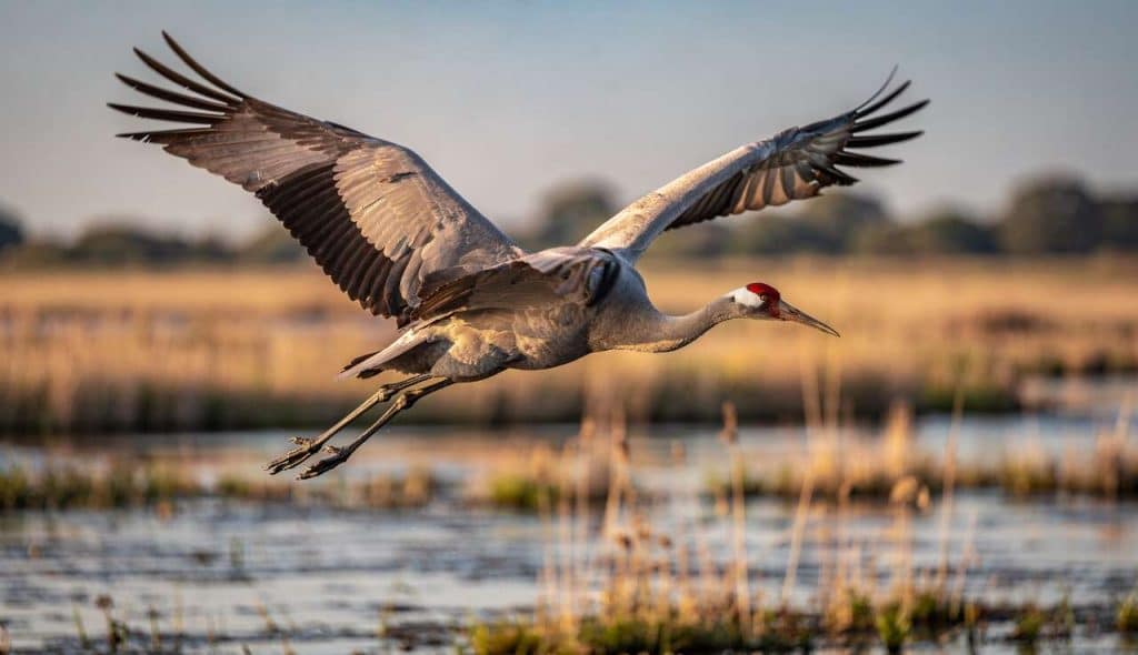 Les 10 plus grands oiseaux à observer en France métropolitaine