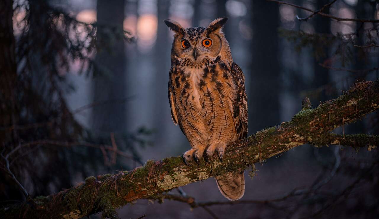 Le grand-duc d'europe : majest&eacute; des rapaces nocturnes