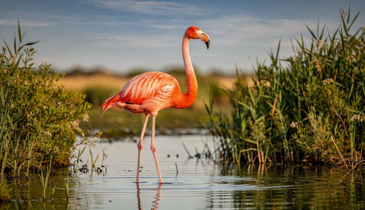 Le flamant rose : &eacute;l&eacute;gance des &eacute;tangs m&eacute;diterran&eacute;ens