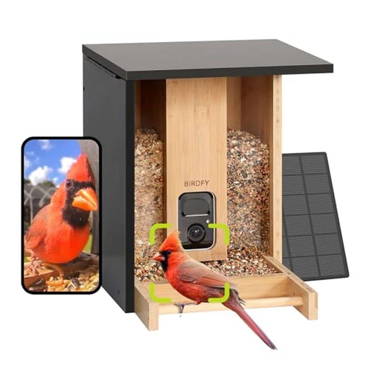 Test de la mangeoire intelligente Birdfy avec caméra solaire