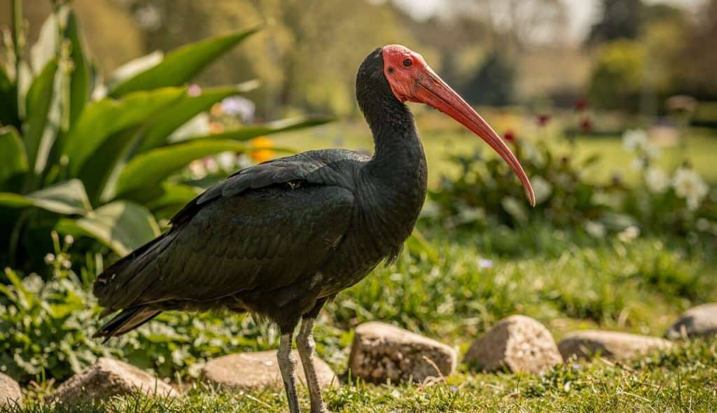 Ibis chauve : conservation et protection au Parc de Clères