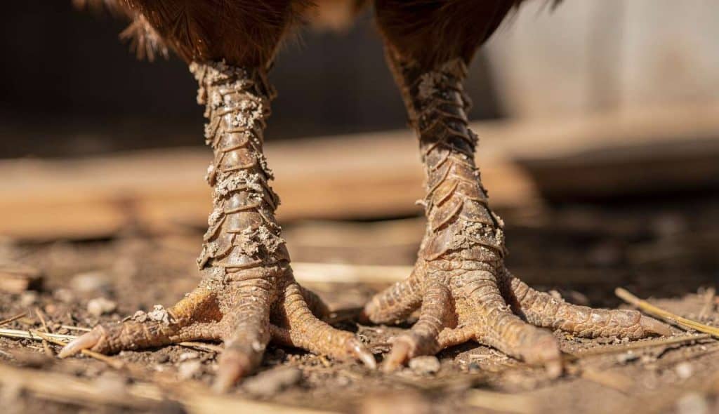 Comment reconnaître et traiter la gale des pattes chez la poule efficacement ?