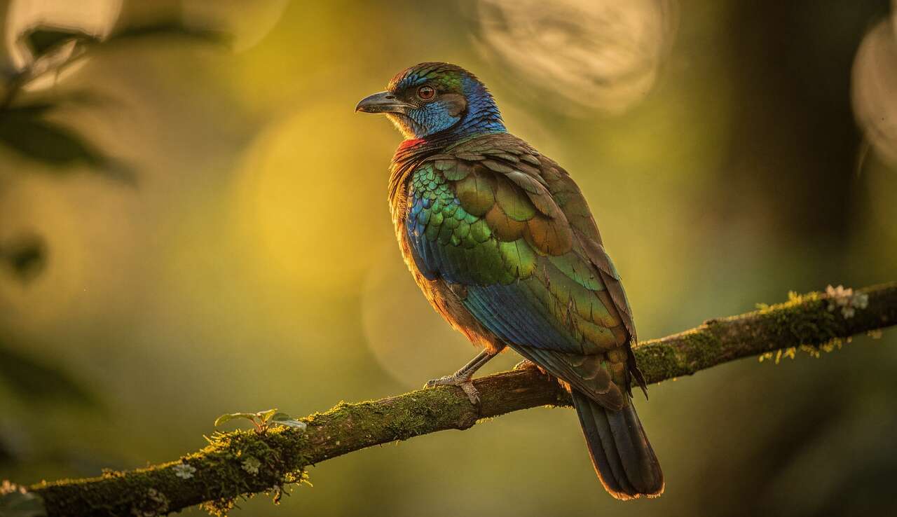 Photographie des oiseaux : astuces pour capturer des clichés professionnels