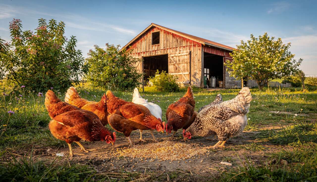 Les besoins alimentaires des poules