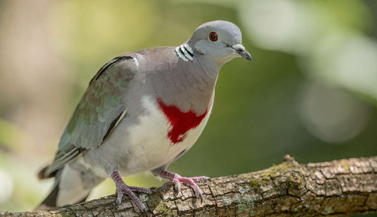 D&eacute;couverte de la gallicolombe poignard&eacute;e
