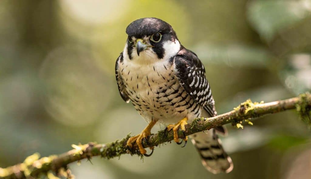 Pie de l'Himalaya : découvrez cet Oiseau Fascinant