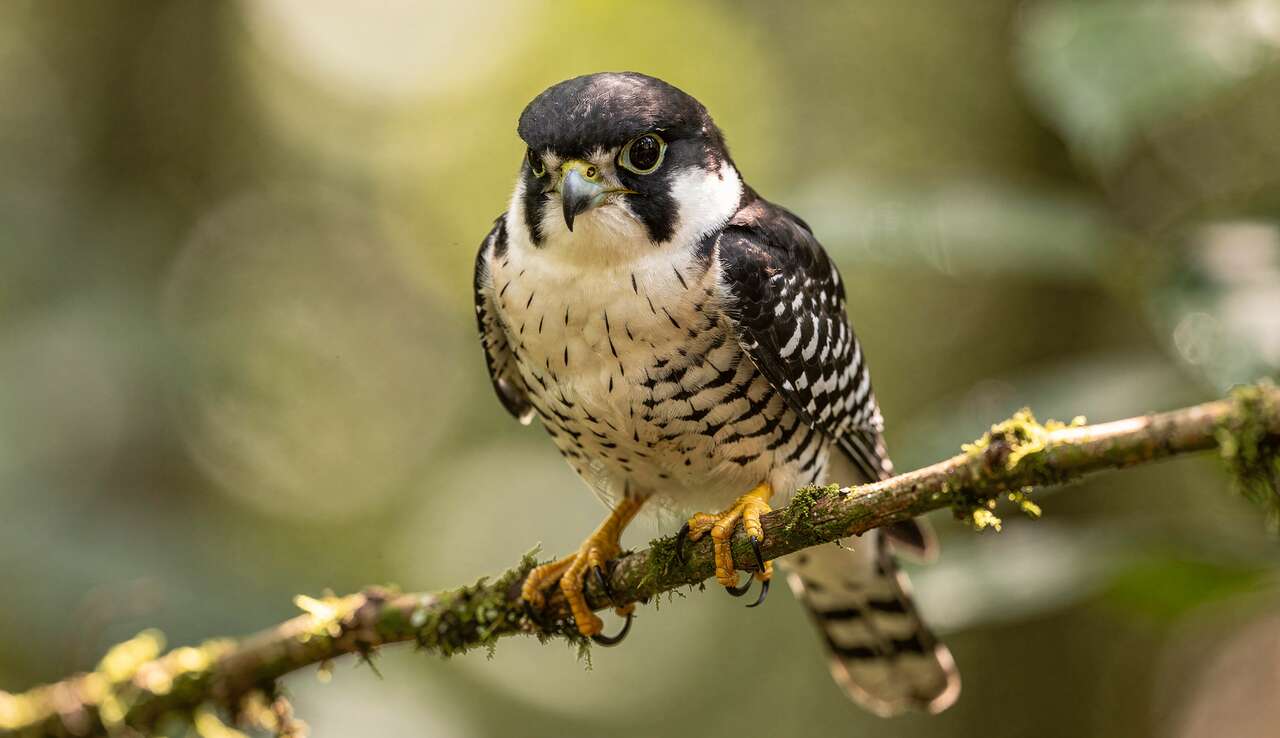 Pie de l'Himalaya : découvrez cet Oiseau Fascinant