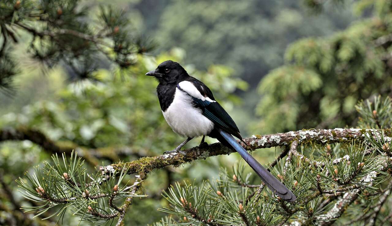 Habitat et r&eacute;partition g&eacute;ographique