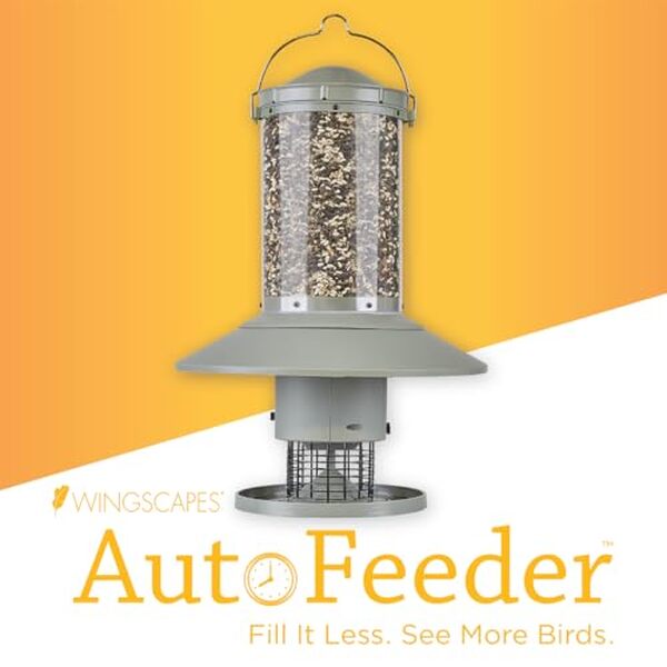 Découvrez notre test complet de la mangeoire automatique Wingscapes Autofeeder : un dispositif pratique pour nourrir vos oiseaux sans effort.