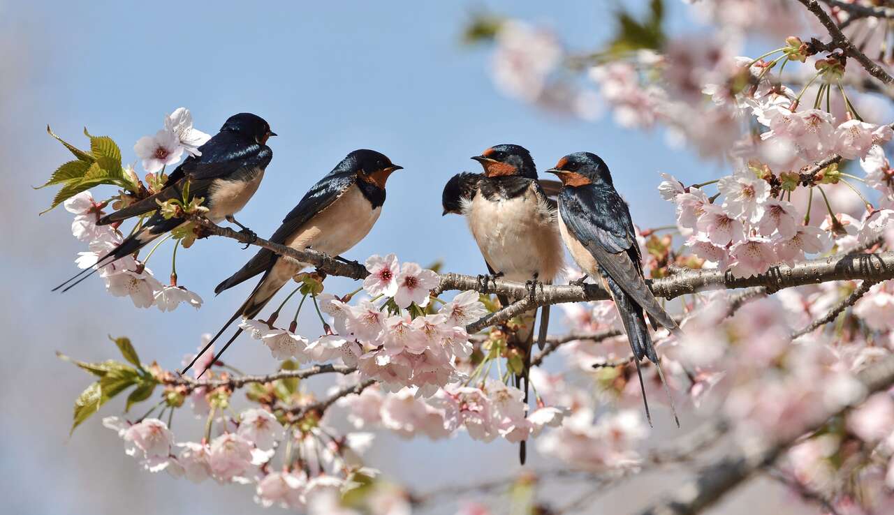 L'hirondelle rustique : la messag&egrave;re des beaux jours