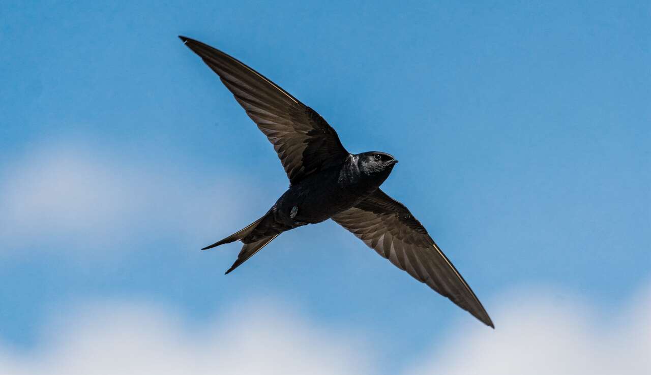 Le retour du martinet noir : l'acrobate des cieux