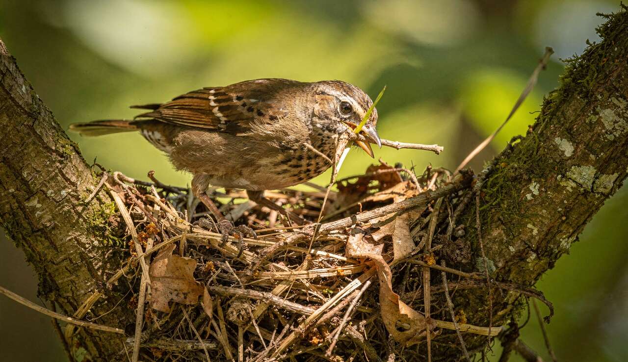 Mat&eacute;riaux utilis&eacute;s par les oiseaux pour b&acirc;tir leur nid