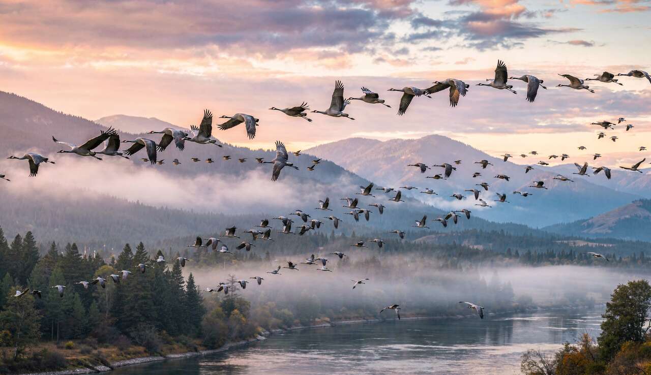 Les routes mondiales de migration