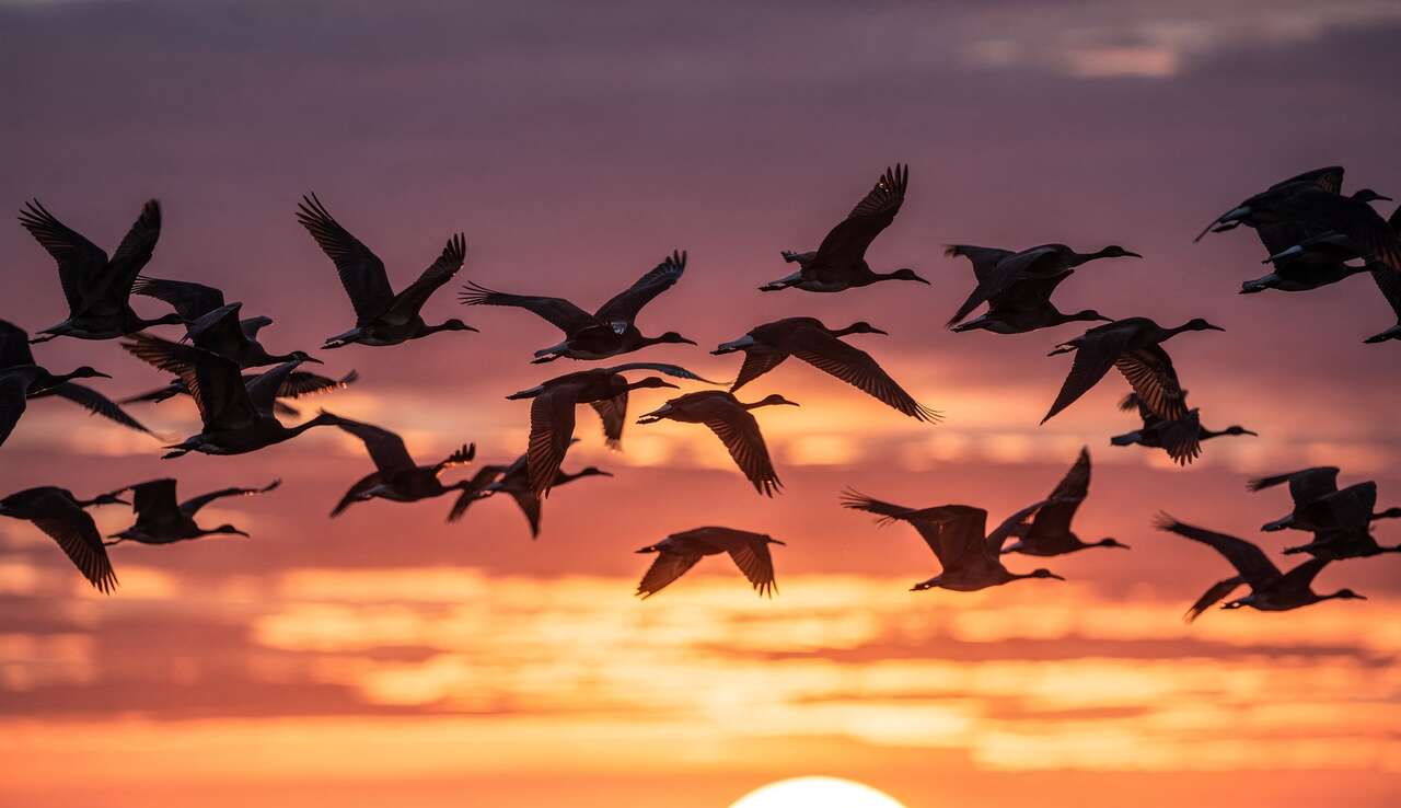 Records impressionnants de migration ornithologique
