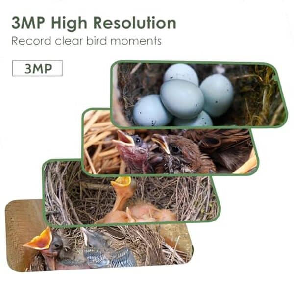 Découvrez le nichoir Birdkiss, une solution innovante avec caméra HD solaire pour observer les colibris en toute sérénité et simplicité.