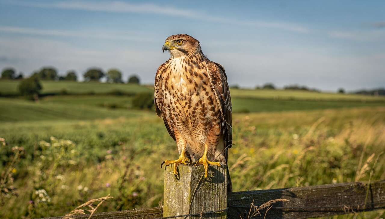 La buse variable : un rapace embl&eacute;matique