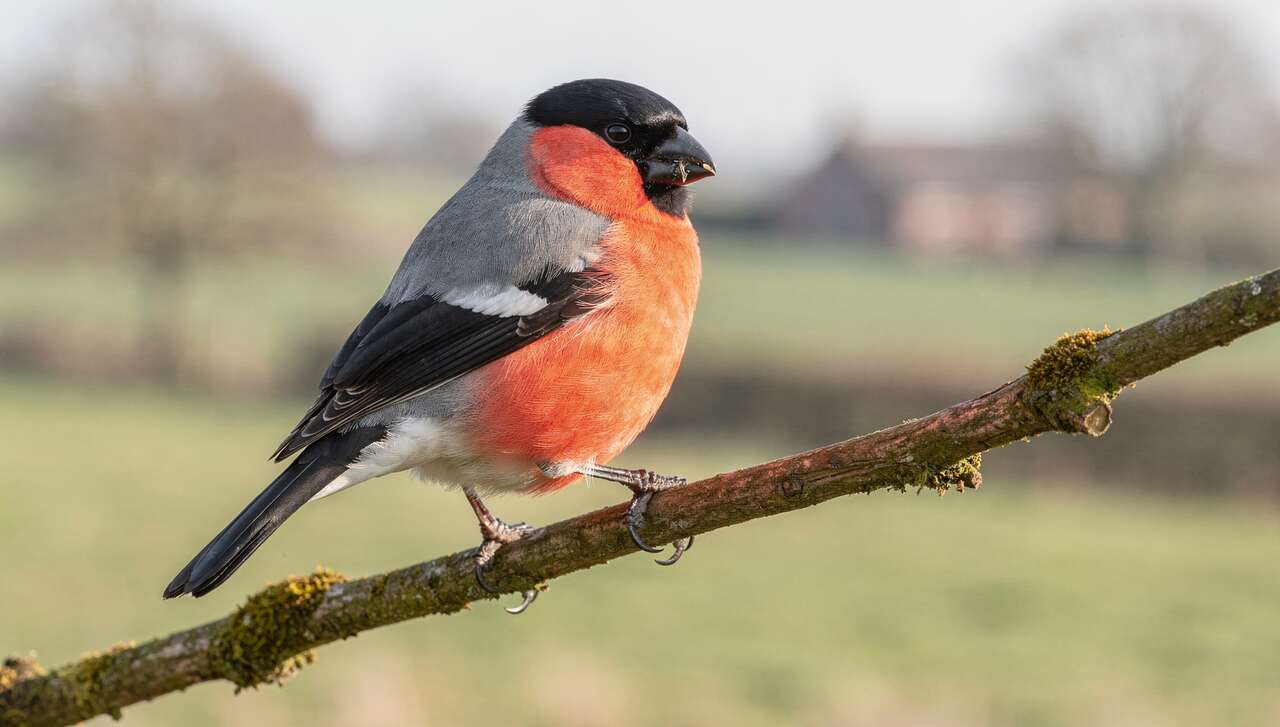 Le bouvreuil pivoine : une touche de couleur dans le paysage rural