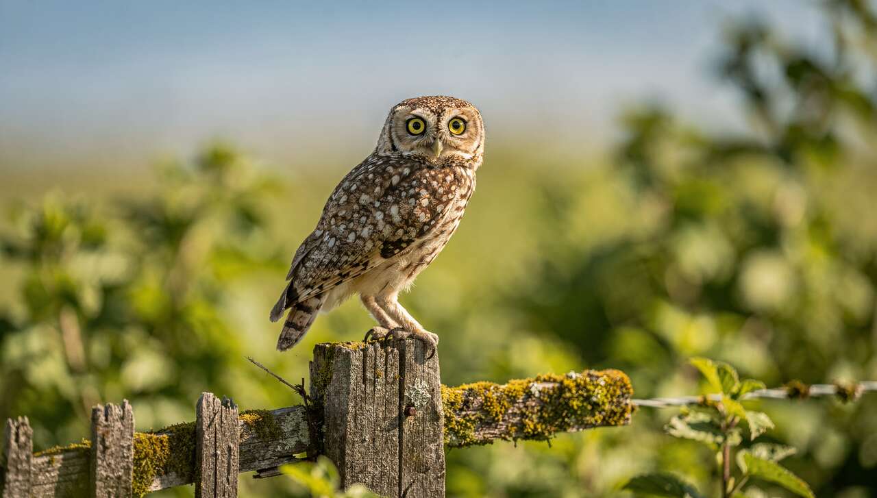 Chouette Chevêche d'Athéna : découverte et Habitat