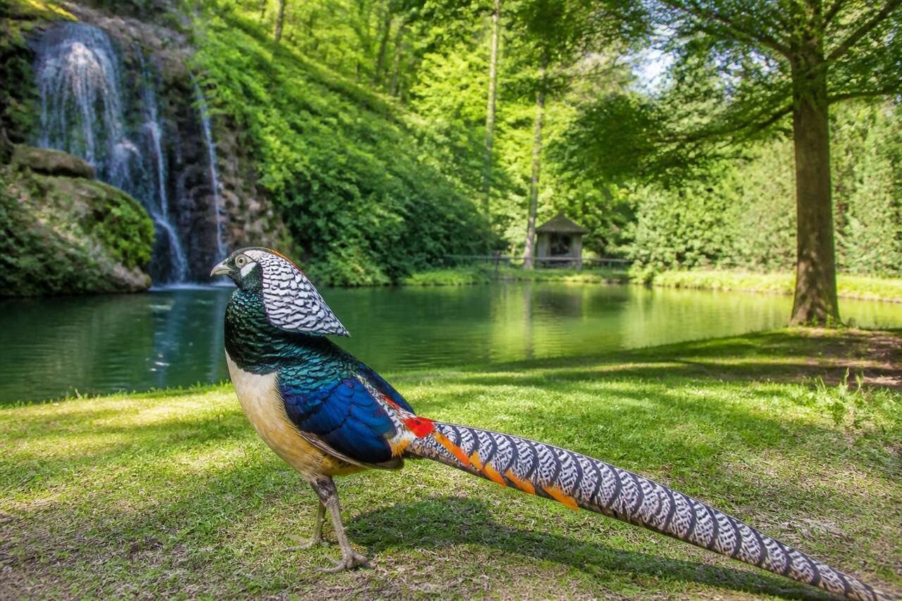 Faisan de Lady Amherst : découverte du parc de Clères