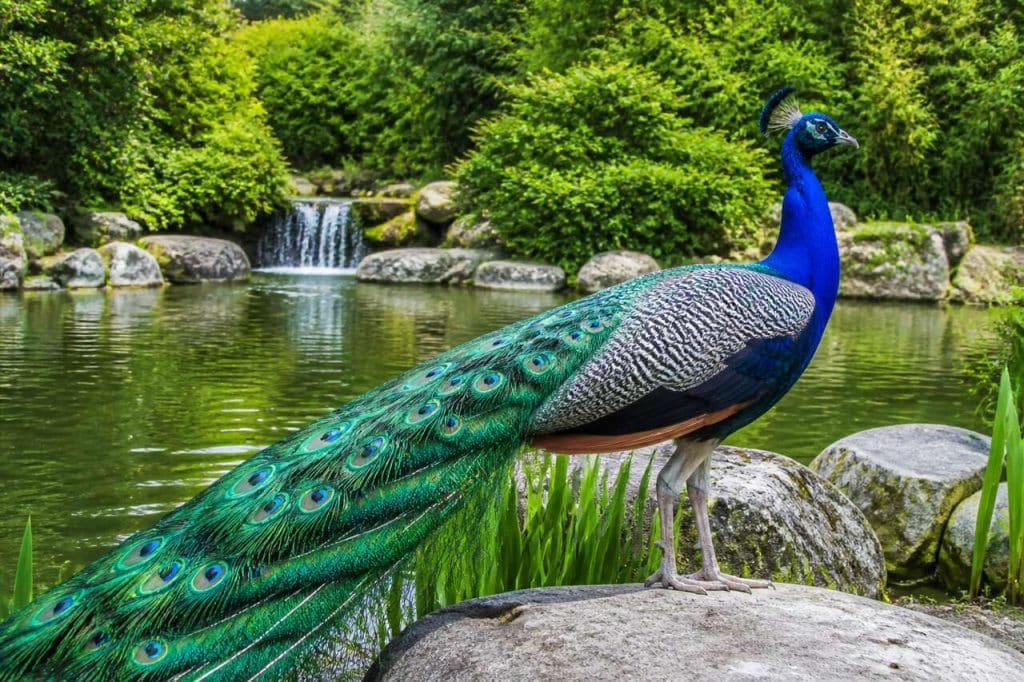 Observation fascinante du paon bleu au parc de Clères
