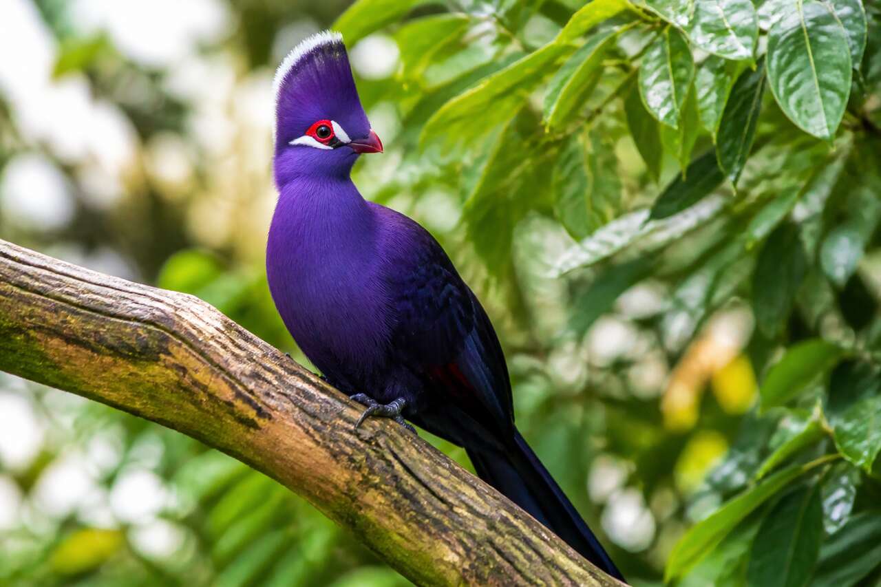 Musophage violet : découverte de l'oiseau rare du parc de Clères