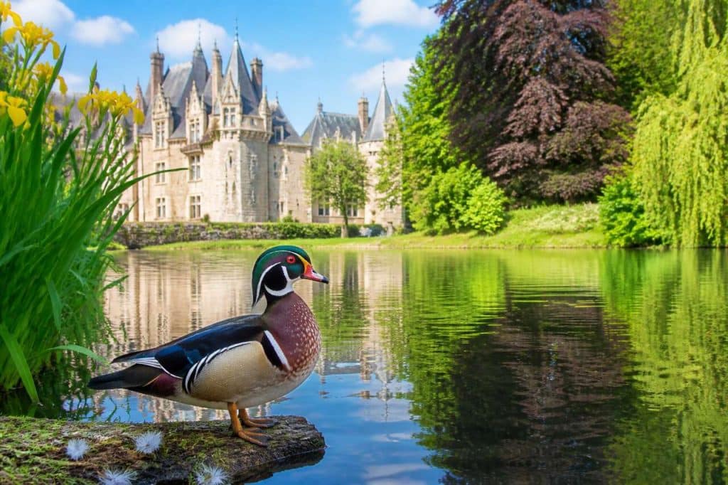 Canard carolin : découvrez cet oiseau fascinant au parc de clères