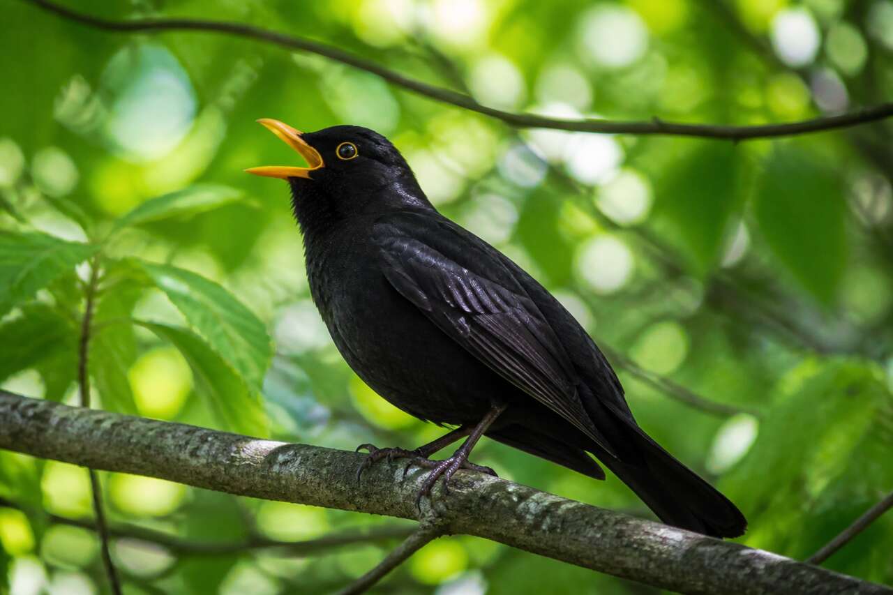 Le merle noir : un maître chanteur fascinant