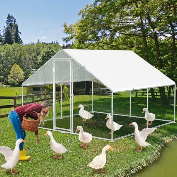Découvrez notre test complet du poulailler XXL Randaco : design sécuritaire, construction robuste et idéal pour élever vos poules en toute confiance. 