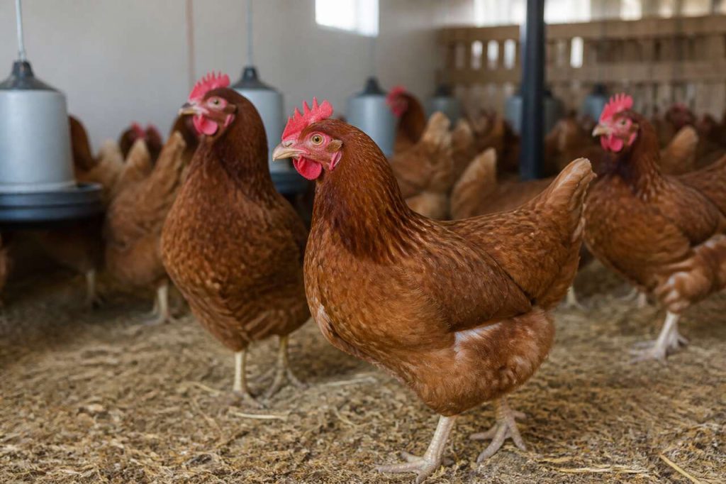 Coccidiose en volaille : 10 questions fréquentes